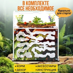 муравьиная ферма