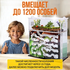 муравьиная ферма