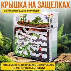 муравьиная ферма