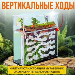муравьиная ферма
