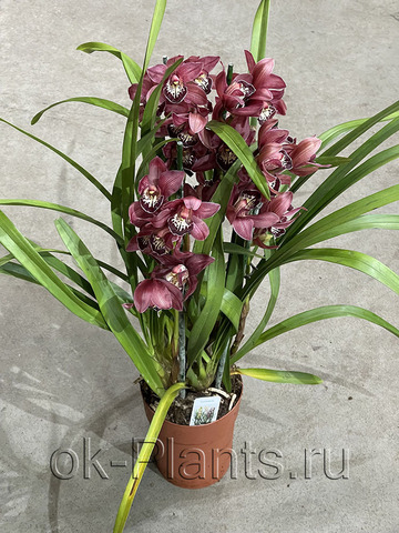 Орхидея Цимбидиум Темно-Розовый, 3 ветки