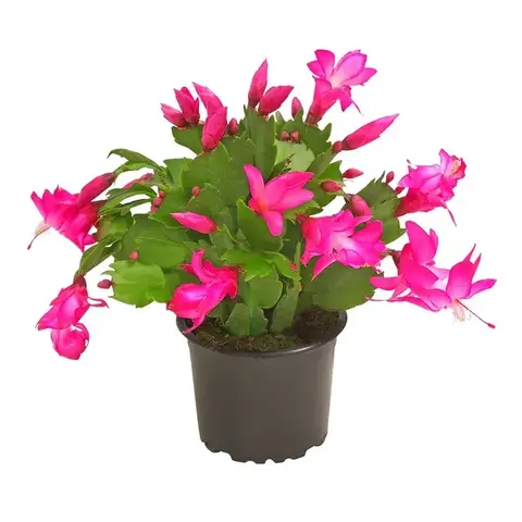 Шлюмбергера