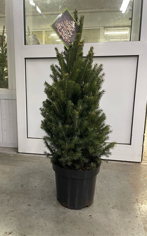 Ель голубая сербская