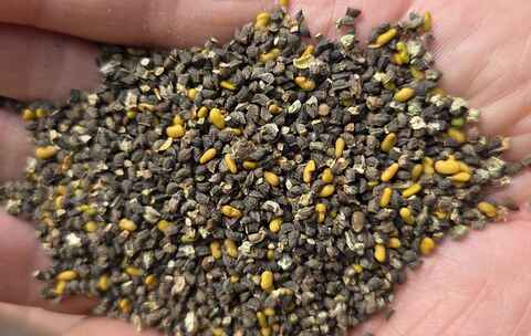 Смесь синяка с козлятником - 20 кг