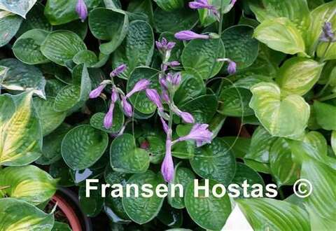 Little Hobber хоста