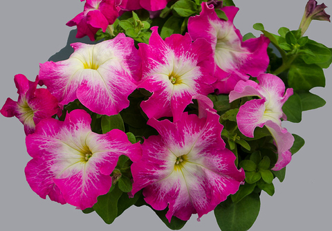S6065 Петуния кустовая Grandiflora Dreams Rose Morn 10шт.
