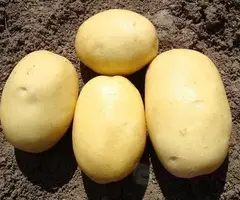 Семенной Картофель Вега, Э, (2 кг)