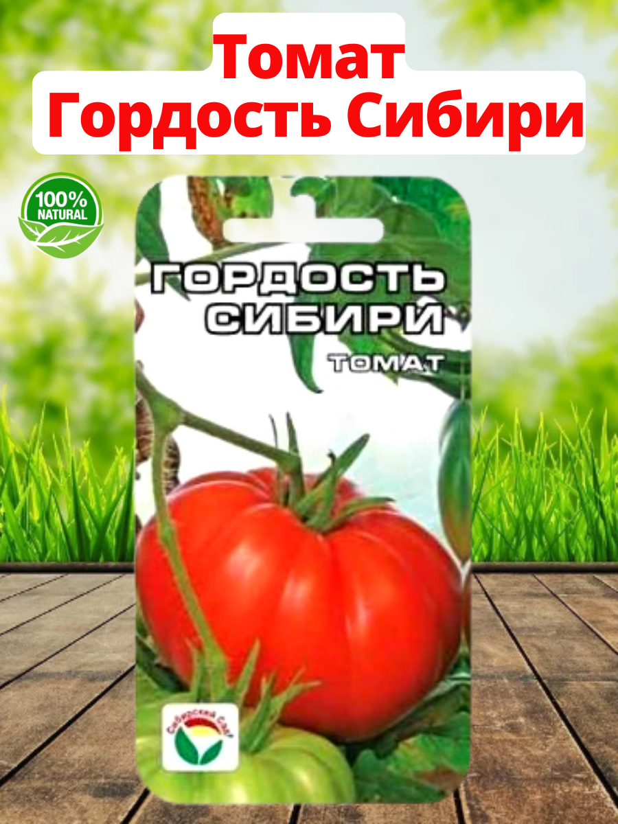 томат гордость сибири отзывы фото