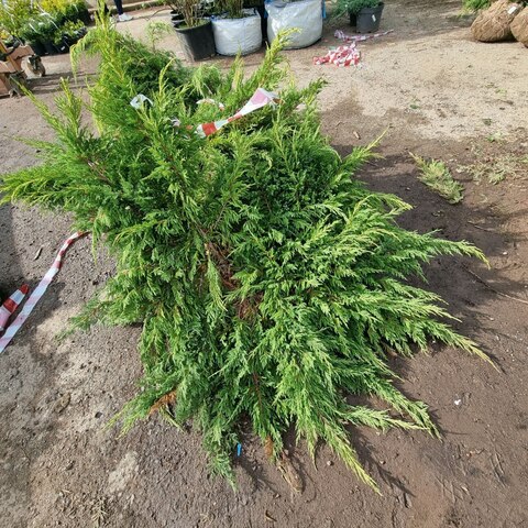 Можжевельник средний Голд Киссен | Juniperus media Gold Kissen 90-150 см