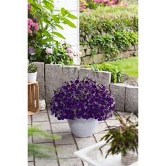 1956 Калибрахоа BLOOMTASTIC PURPLE (ВЕСНА 2025)