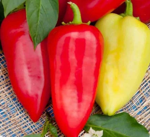 Перец сладкий 