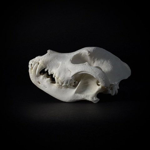 Череп собаки