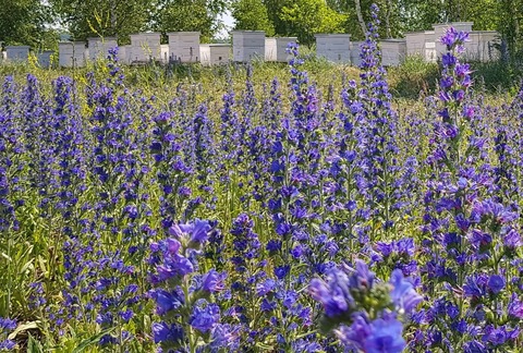 Смесь синяка с козлятником - 20 кг