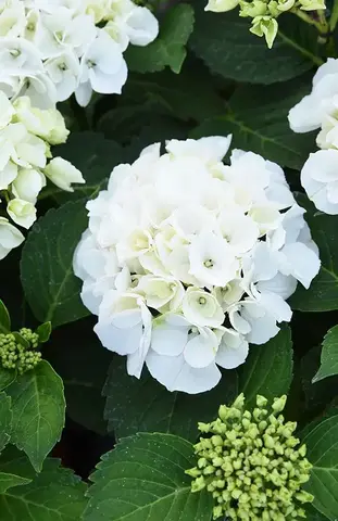 3х летняя Гортензия (горшок 10 литров) крупнолистовая ДОПИО БЬЯНКО (Hydrangea macrophylla 