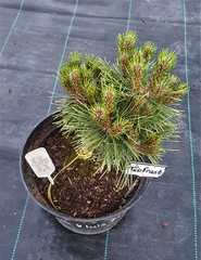 Teofrast Сосна густоцветная Жан Клуис Pinus densiflora Jane Kluis