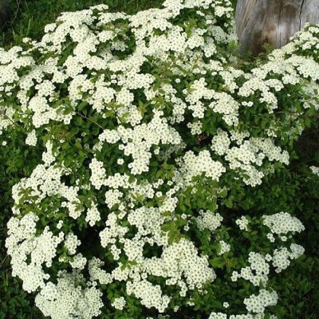 Декоративный кустарник с белыми мелкими цветами фото