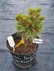 Teofrast Сосна густоцветная Жан Клуис Pinus densiflora Jane Kluis