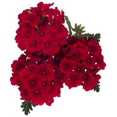1511 Вербена EMPRESS SUN RED (ВЕСНА 2025)