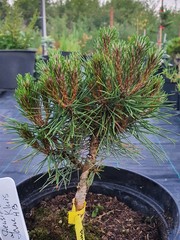 Teofrast Сосна густоцветная Жан Клуис Pinus densiflora Jane Kluis
