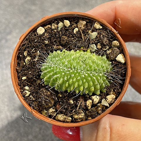 Маммиллярия Спинозиссима Ун Пико Кристата d5