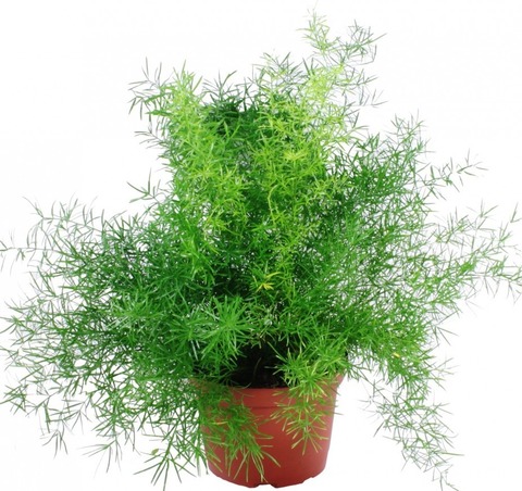 Аспарагус Шпренглера