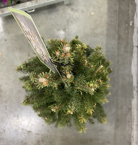 Ель голубая сербская