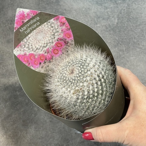 Маммиллярия Хахниана d10