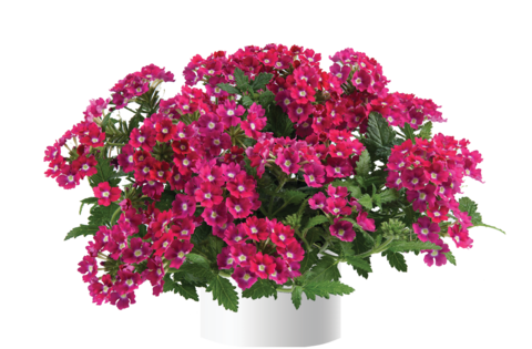 1566 Вербена VANESSA DARK PINK (ВЕСНА 2025)