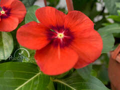 Катарантус мандариновый