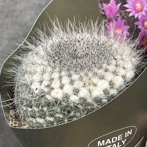 Маммиллярия Хахниана d10