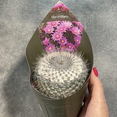 Маммиллярия Хахниана d10