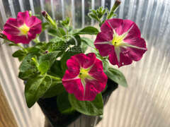 Петуния Amore Pink Hearts