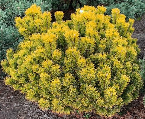 Сосна горная Карстенс Винтерголд