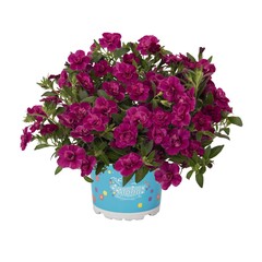 1905 Калибрахоа ALOHA DOUBLE PURPLE (ВЕСНА 2025)