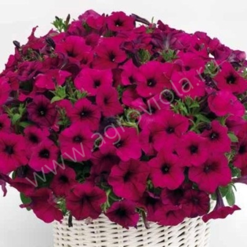S57116 Петуния ампельная Gioconda Purple 5шт.