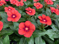 Катарантус мандариновый