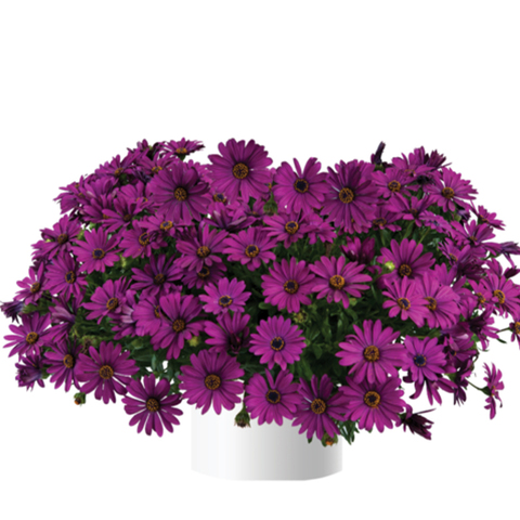 2752 Остеоспермум OSTICADE PURPLE (ВЕСНА 2025)