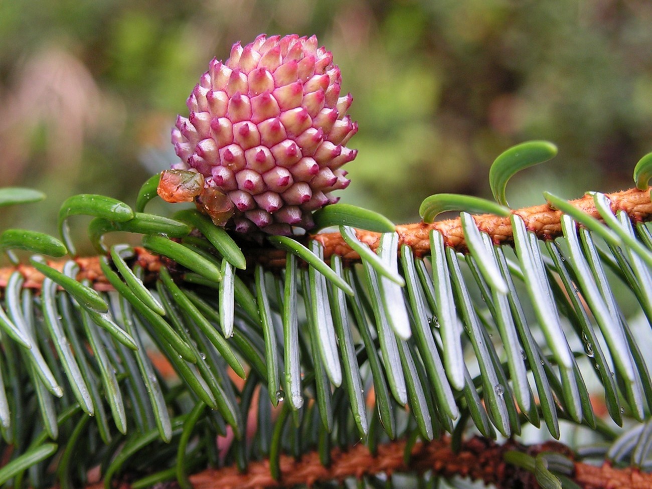 Известные голосеменные растения. Ель Аянская Picea ajanensis. Ель Аянская шишки. Ель Аянская (Picea jezoensis). Пихта Аянская.