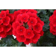 1511 Вербена EMPRESS SUN RED (ВЕСНА 2025)