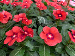 Катарантус мандариновый