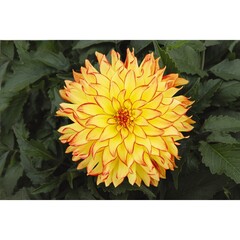 1728 Георгин HYPNOTICA YELLOW BICOLOR (ВЕСНА 2025)