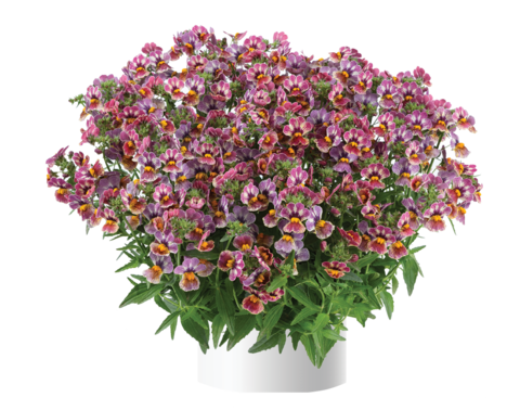 2624 Немезия NESIA TUTTI FRUTTI (ВЕСНА 2025)