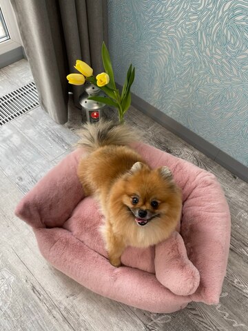 8202 MD Лежанка PREMIUM пыльно-розовая, мягкий МЕХ "Furry Heart Bed" (М) ЧЕХЛЫ ПОЛНОСТЬЮ СЪЕМНЫЕ