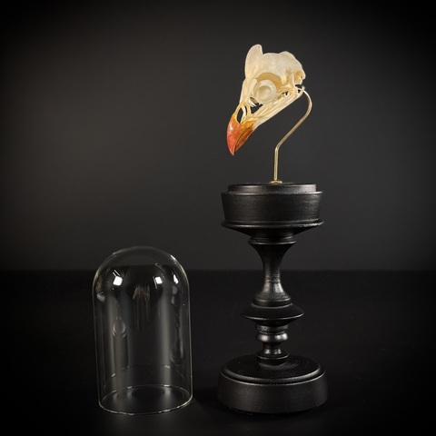 Череп птицы в клоше