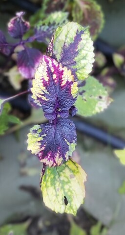 Любовь Матери колеус