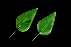 Силиконовый молд 