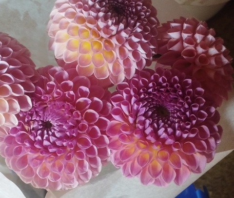 Георгин Джовей Винни (Jowey Winnie )