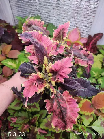 БЗ. 33 колеус