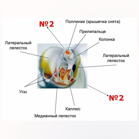 Молд пластиковый + Вайнер силиконовый 