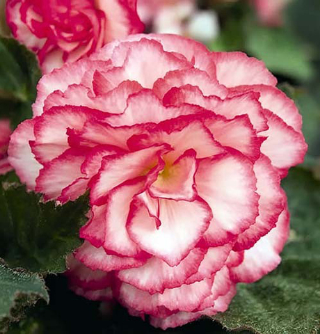 S2312 Бегония клубневая Nonstop Rose Picotee 5шт.